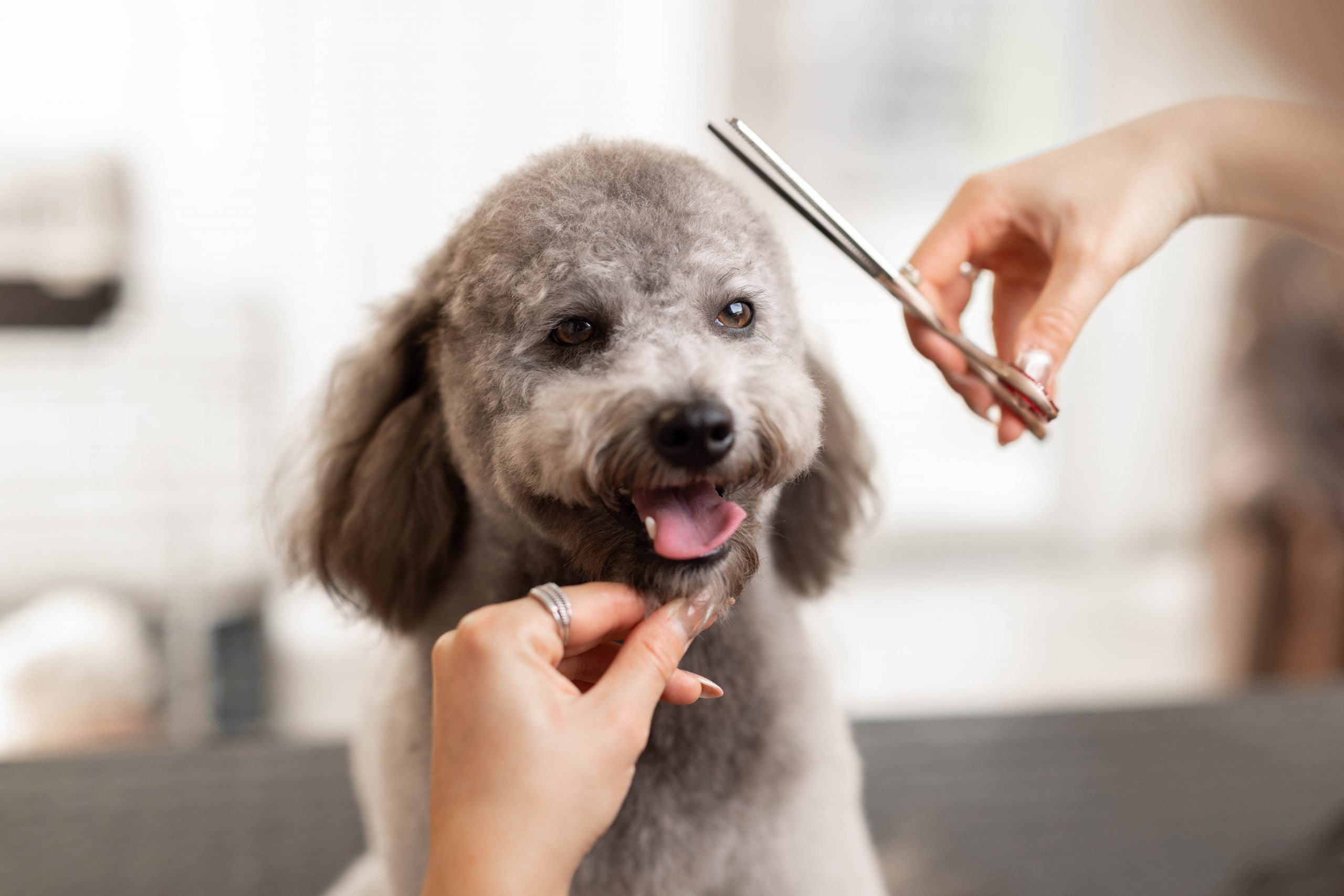 Dog and Cat Grooming in Fort Worth, TX