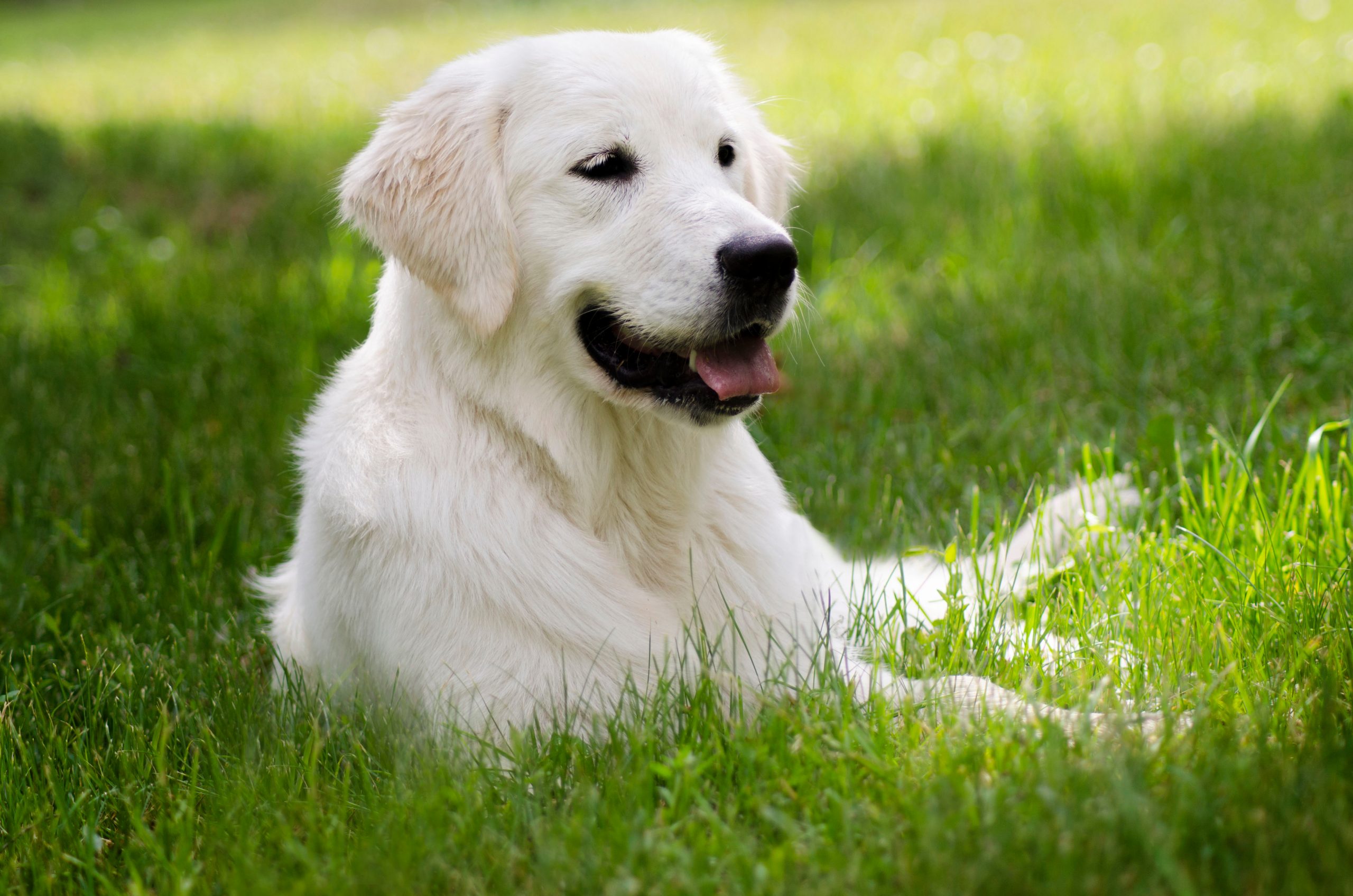 Fort Worth, TX Dog and Cat Vaccinations Fort Worth, TX Dog and Cat Vaccinations