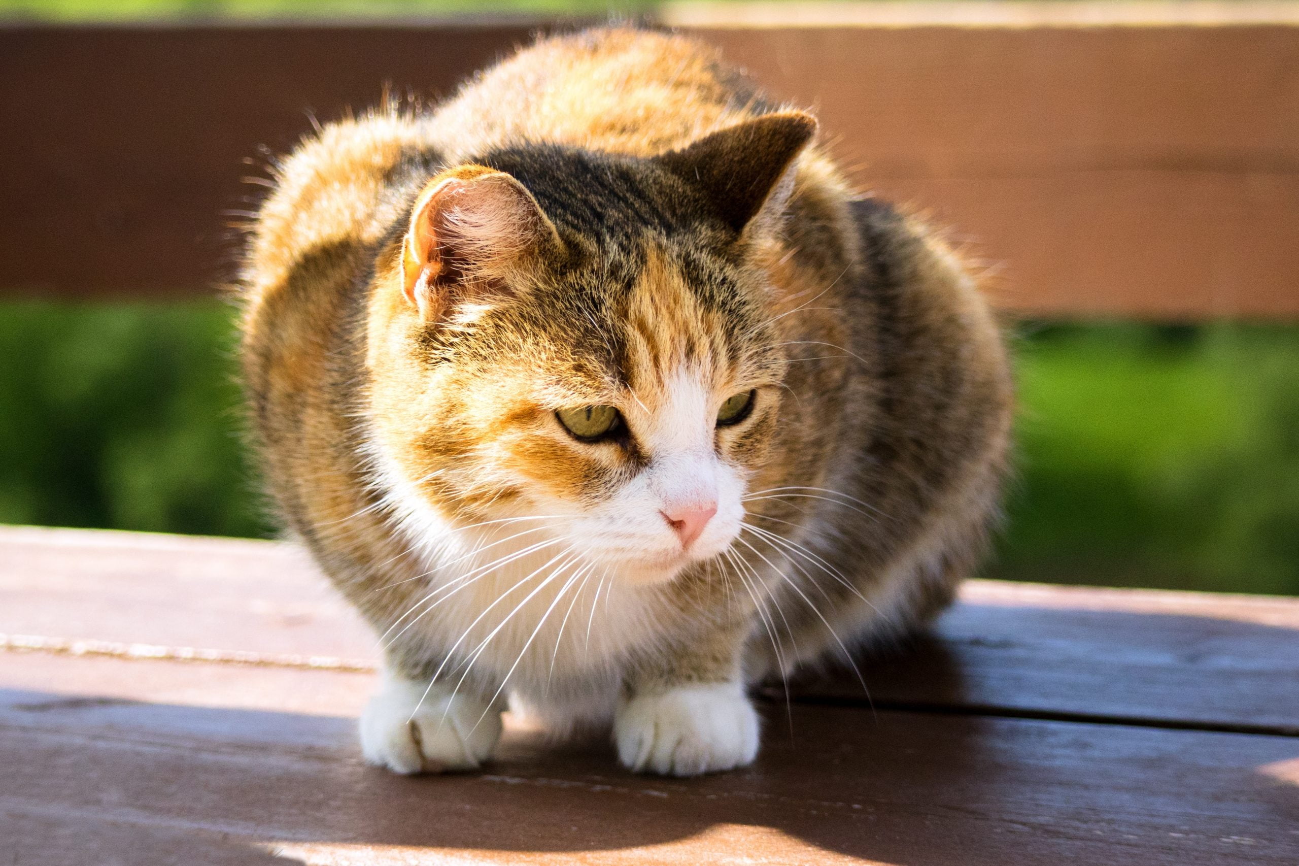 Dog and Cat Boarding in Fort Worth, TX University Animal Hospital