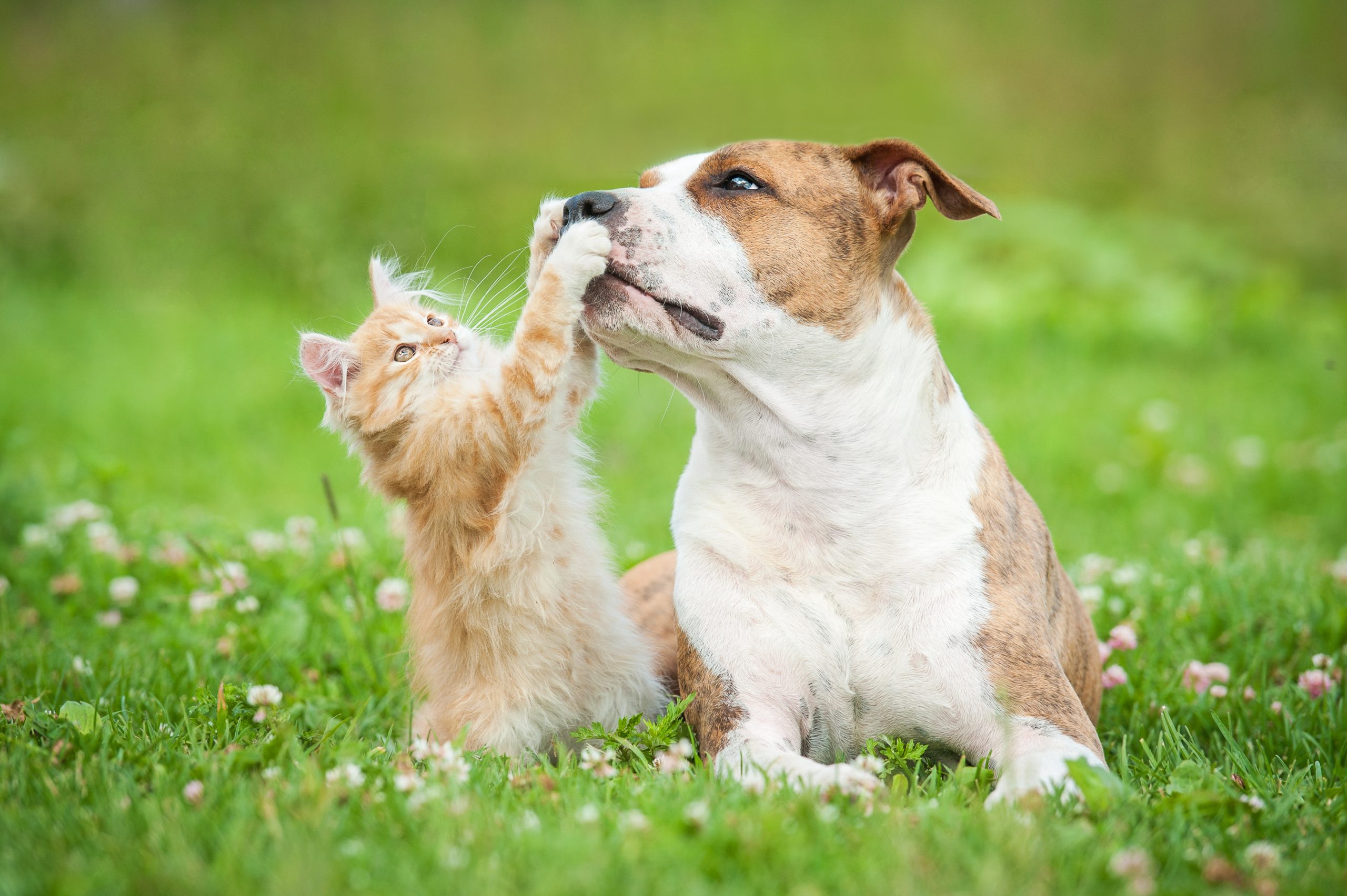 Dog and Cat Vaccinations in Fort Worth, TX